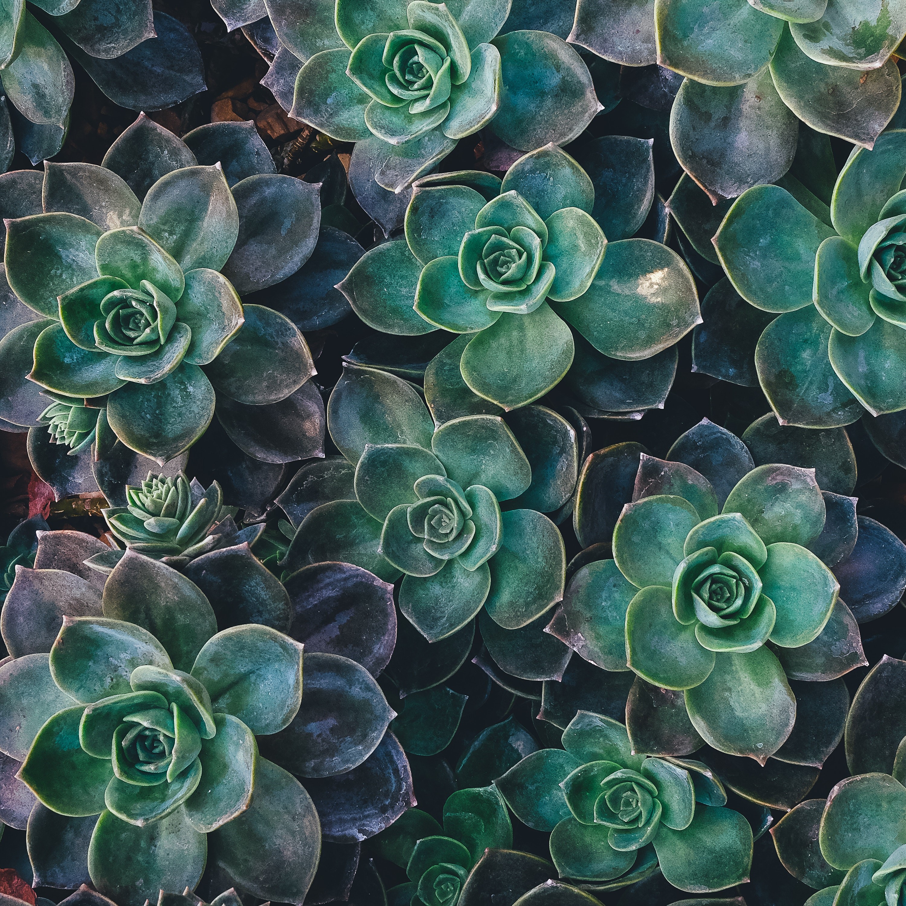 unsplash_42051